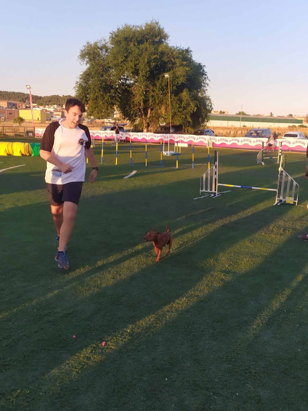 Guía y su teckel compitiendo en una prueba de Agility al atardecer