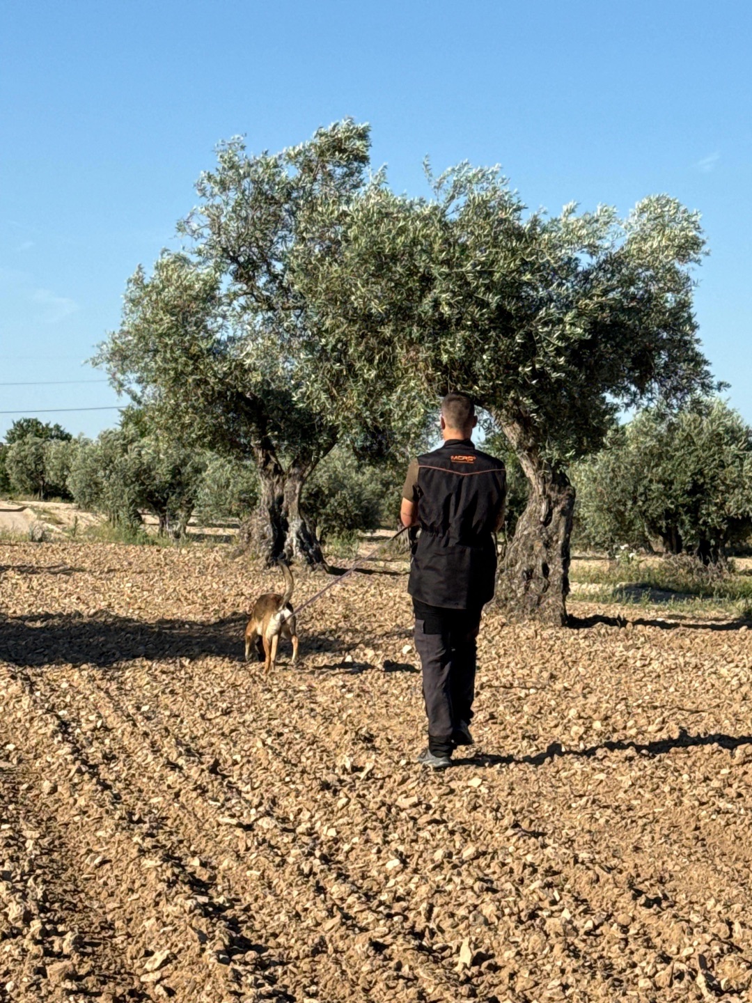 Adiestrador paseando con un perro suelto entre olivos en el campo de Esquivias
