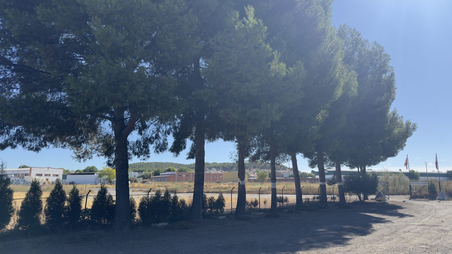 Camino de entrada a la finca de Dogquijote, entre pinos