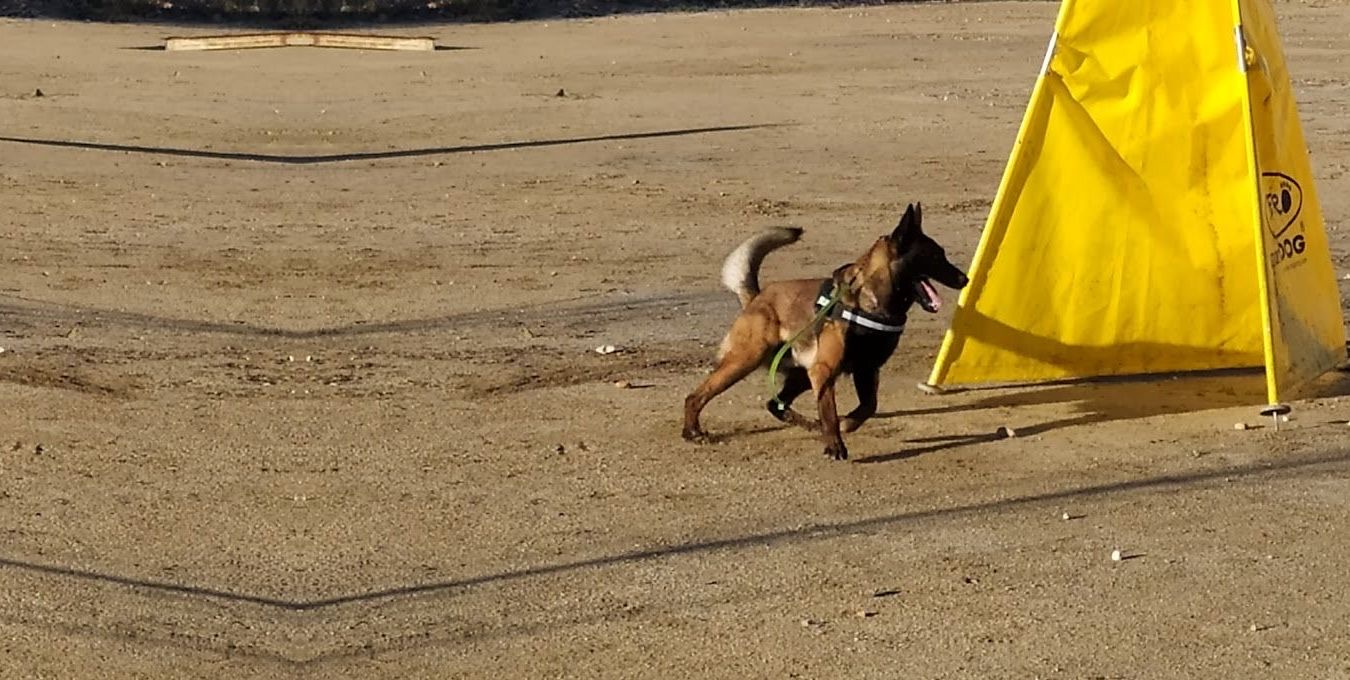 Pastor belga malinois trabajando el revir en un entrenamiento de IGP