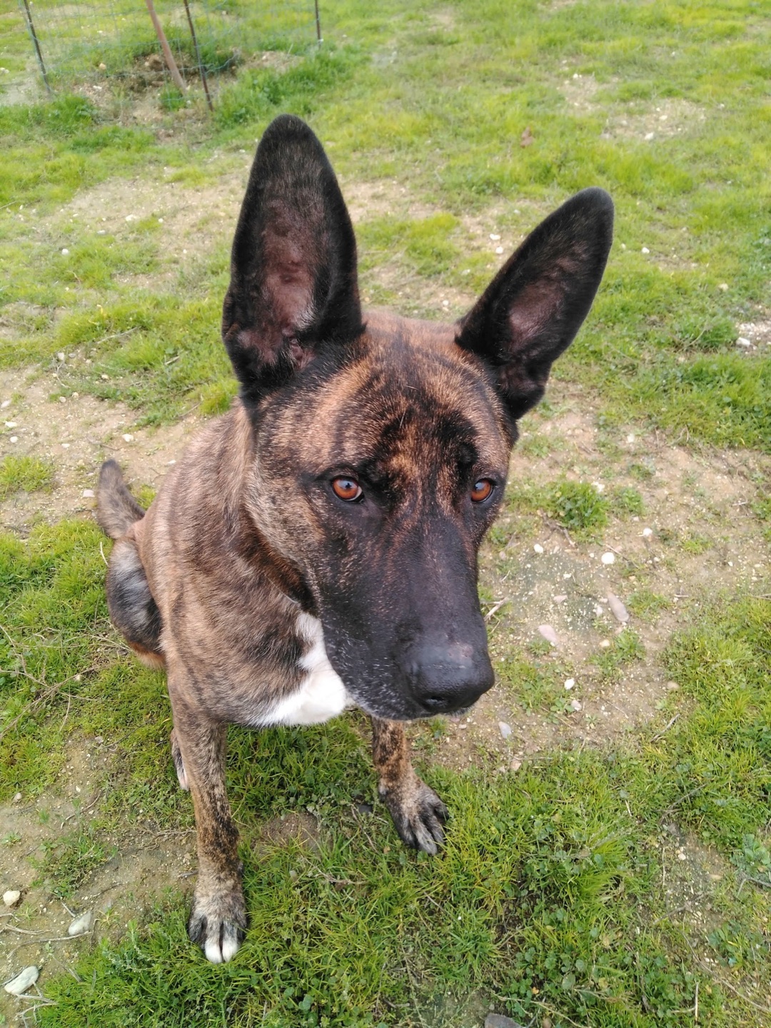 Perro atento mirando a cámara en el césped de la residencia